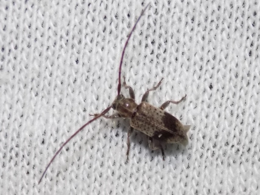 Exocentrus punctipennis - szilfa-rőzsecincér