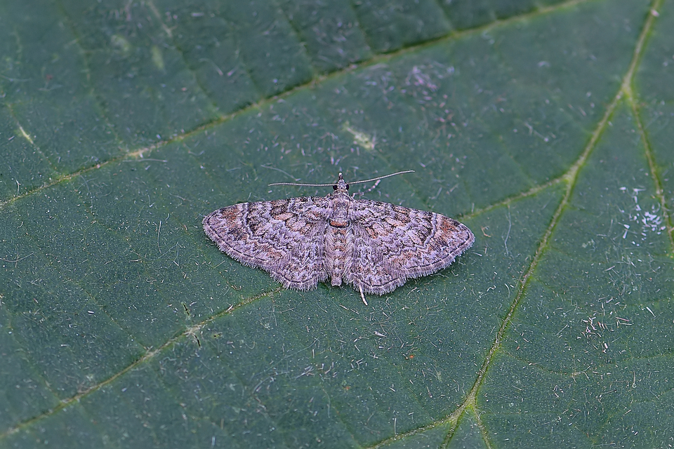 Gymnoscelis rufifasciata - vöröscsíkos törpearaszoló