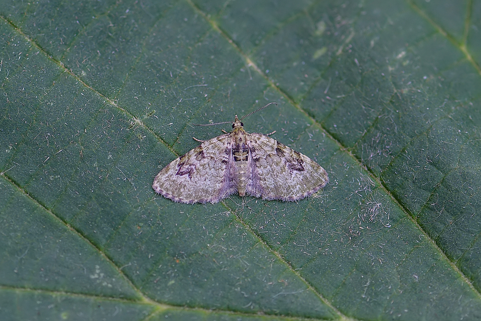 Chloroclystis v-ata - zöldes törpearaszoló