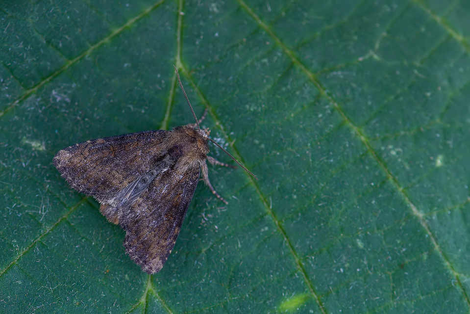 Oligia strigilis/latruncula/versicolor