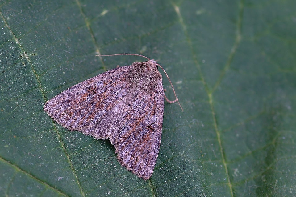 Apterogenum ypsillon - ipszilon-erdeibagoly