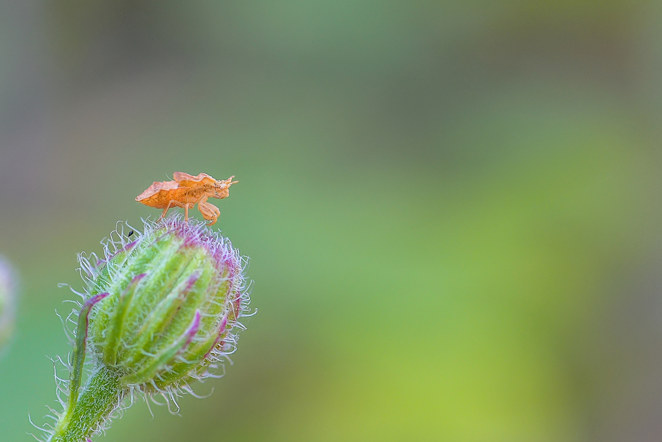 Phymata crassipes - fogólábú poloska