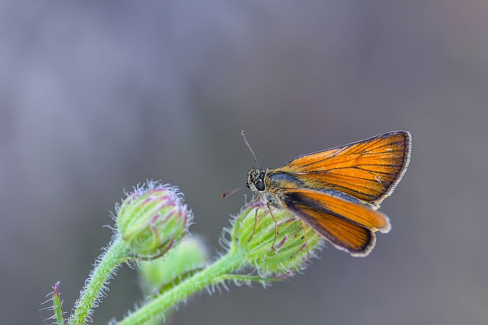 Thymelicus lineola - vonalas busalepke