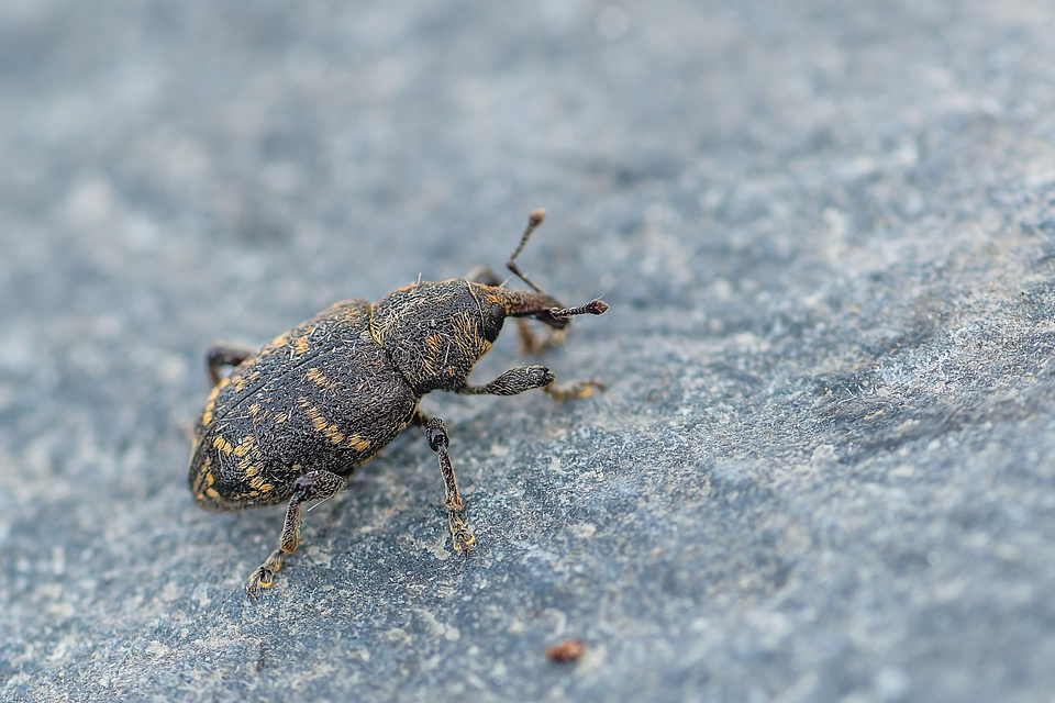 Hylobius abietis - nagy fenyvesormányos