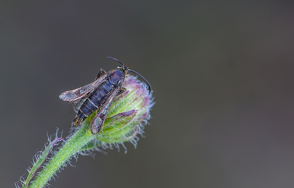Sesiidae - szitkárfélék