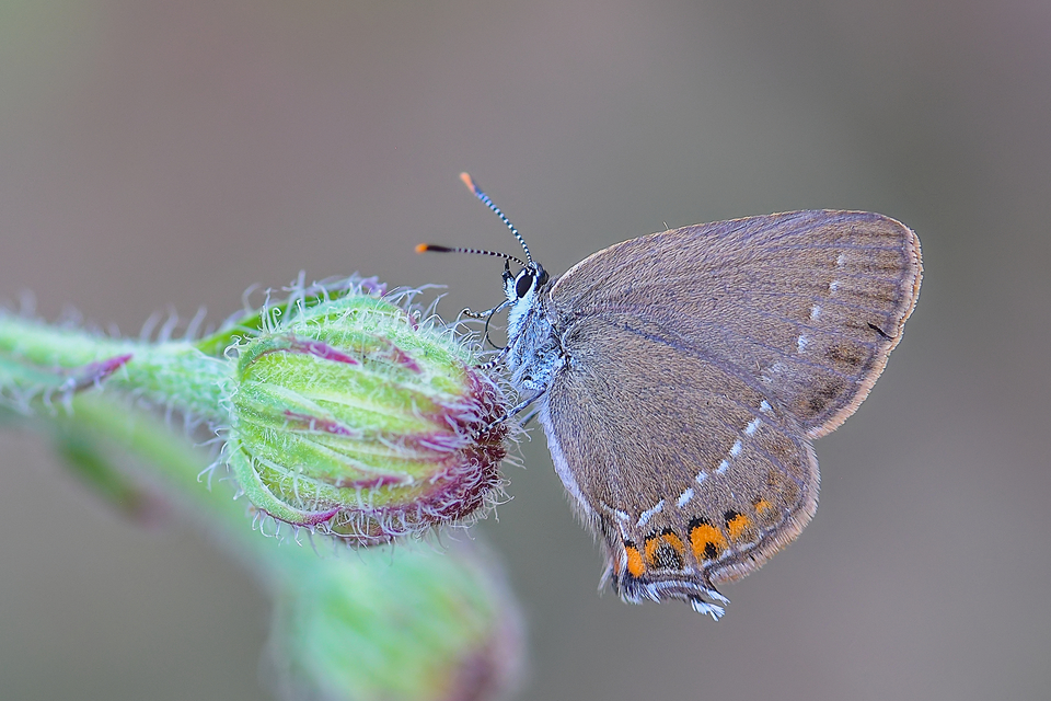Satyrium acaciae - akác-csücsköslepke