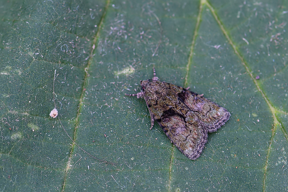 Cryphia algae - sárgászöld zuzmóbagoly