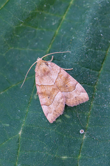 Cosmia trapezina - közönséges lombbagoly