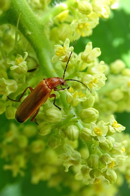 Rhagonycha fulva - feketevégű lágybogár