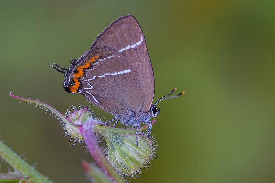 Satyrium w-album - szilfa-csücsköslepke