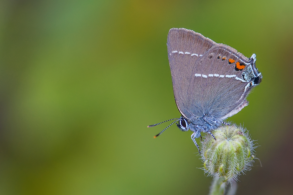 Satyrium spini - kökény-csücsköslepke