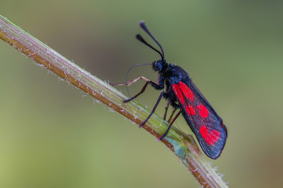 Zygaena loti - közönséges csüngőlepke