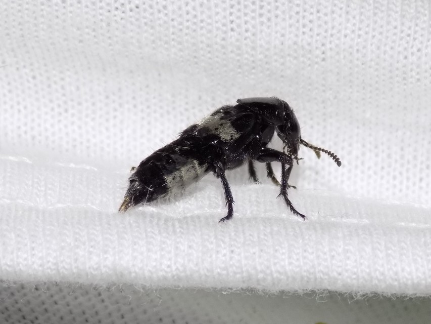 Creophilus maxillosus - dögész holyva