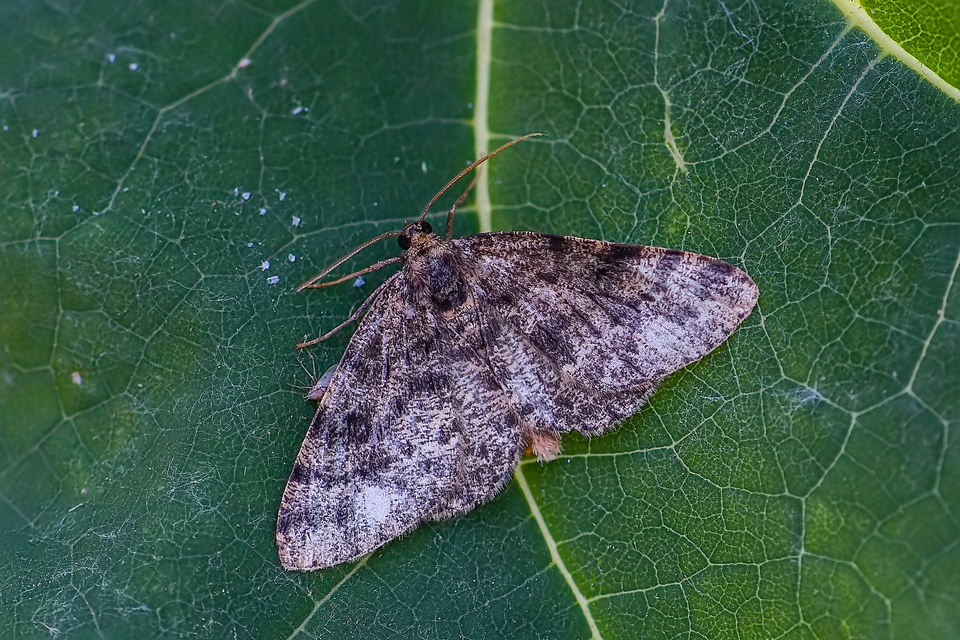Parectropis similaria - barna zuzmóaraszoló