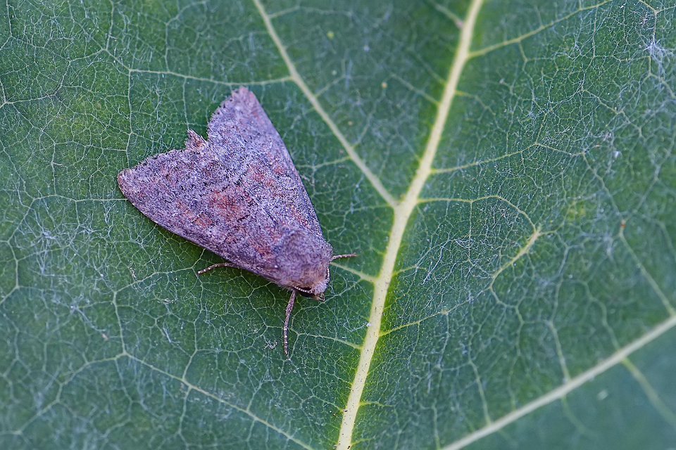 Parastichtis suspecta - sötét erdeibagoly