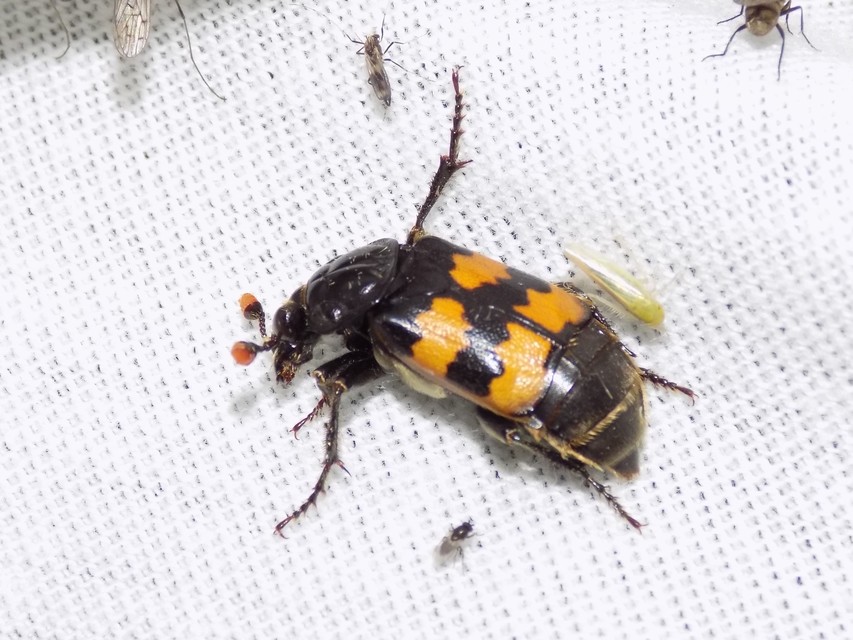 Nicrophorus interruptus - sárgaszőrű temetőbogár