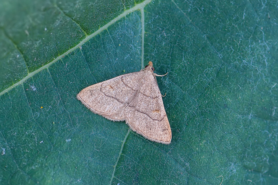 Paracolax tristalis - sárgás karcsúbagoly