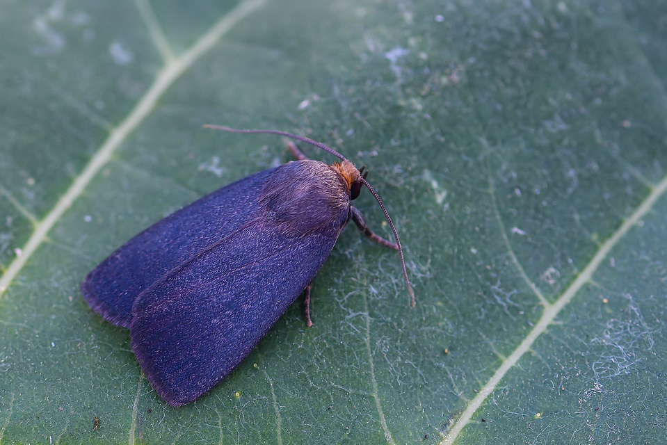 Amphipyra livida - zsírfényű bagoly