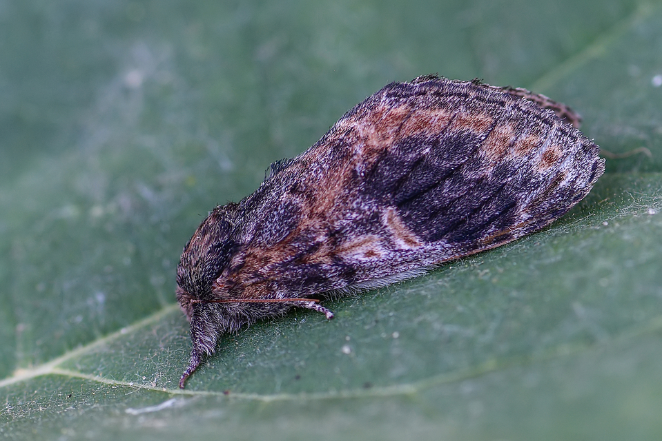 Notodonta tritophus - tarajos púposszövő