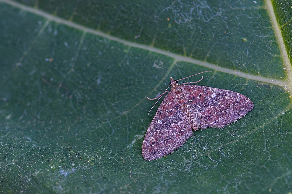 Orthonama obstipata - vándoraraszoló