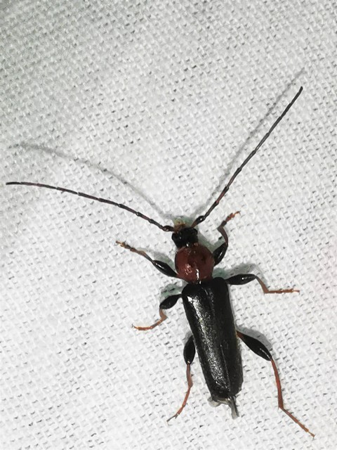 Phymatodes testaceus - változékony korongcincér Phymatodes testaceus - változékony korongcincér