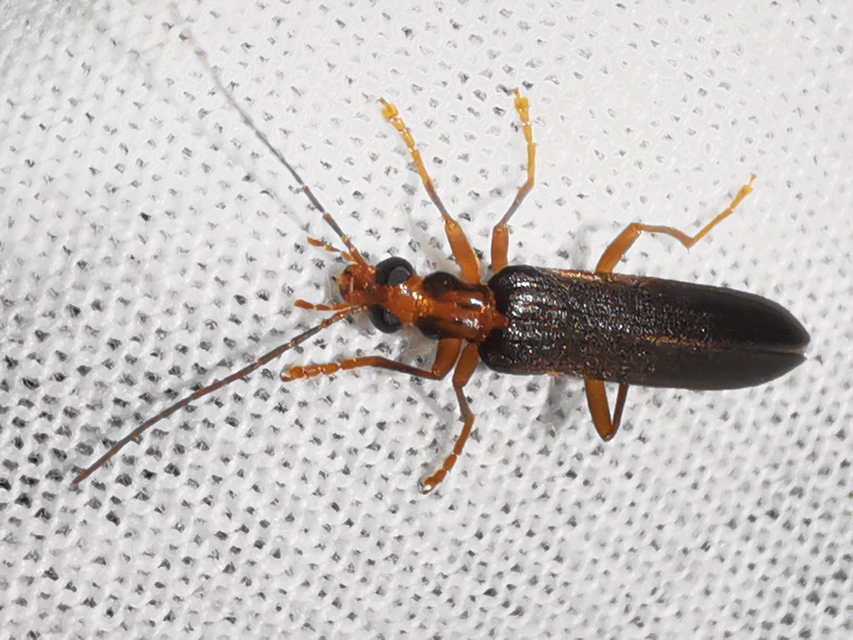 Nacerdes carniolica - karnóliai álcincér