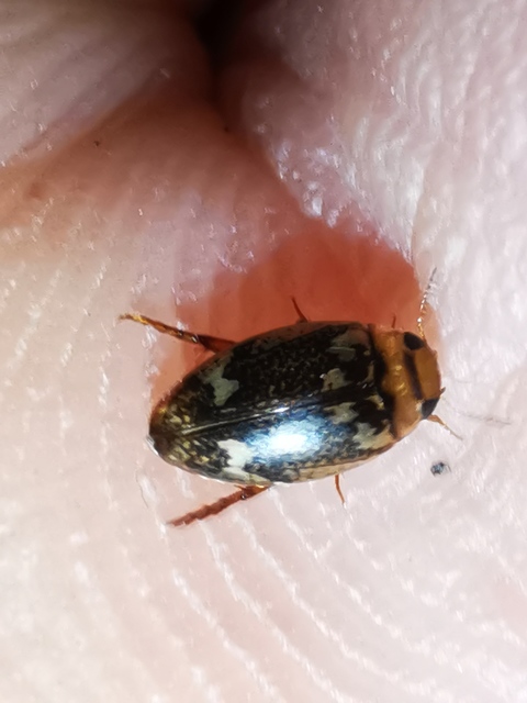 Laccophilus poecilus - tarka bukóbogár