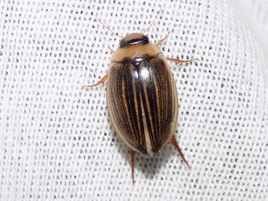 Hydaticus grammicus - déli mocsáricsíkbogár