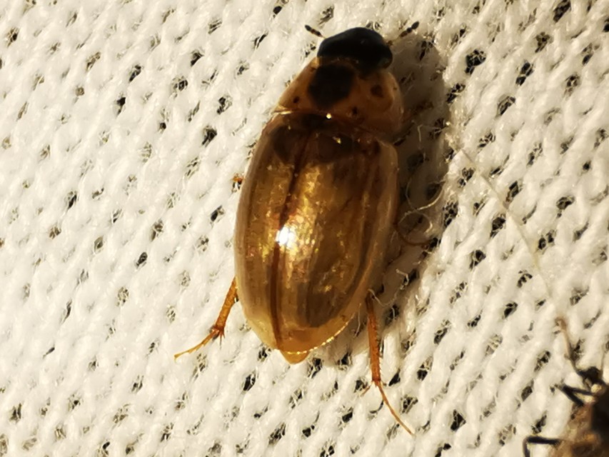 Enochrus quadripunctatus - négypettyes fakócsibor