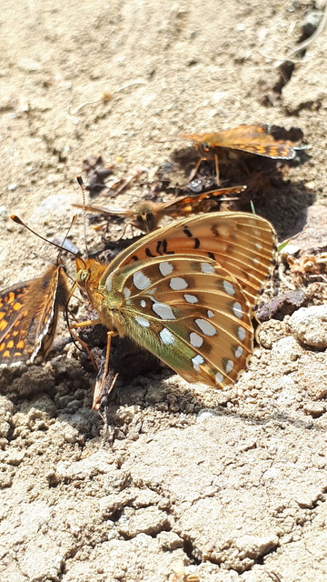 Argynnis aglaja - kerekfoltú gyöngyházlepke