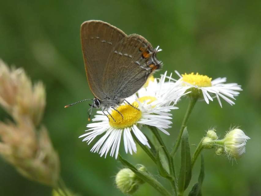 Satyrium acaciae - akác-csücsköslepke