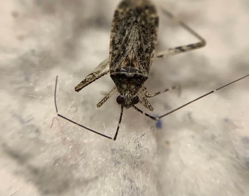 Phytocoris populi - nyárfapoloska