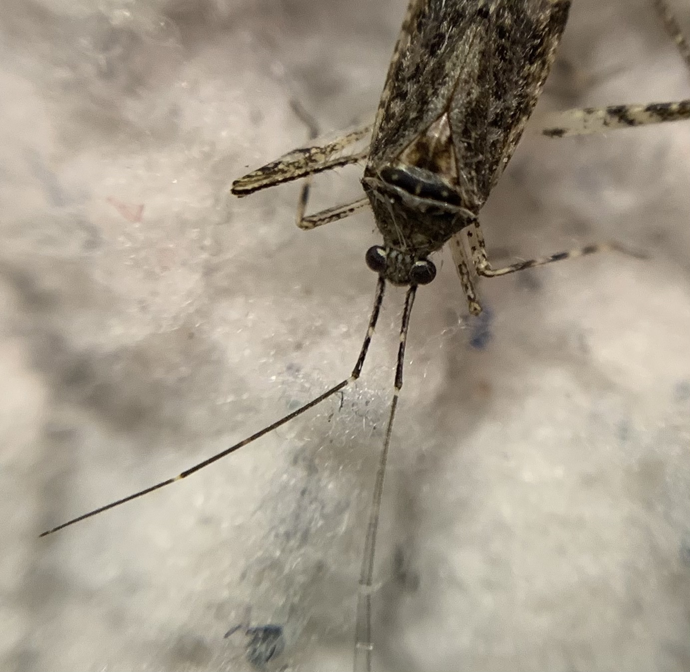 Phytocoris populi - nyárfapoloska