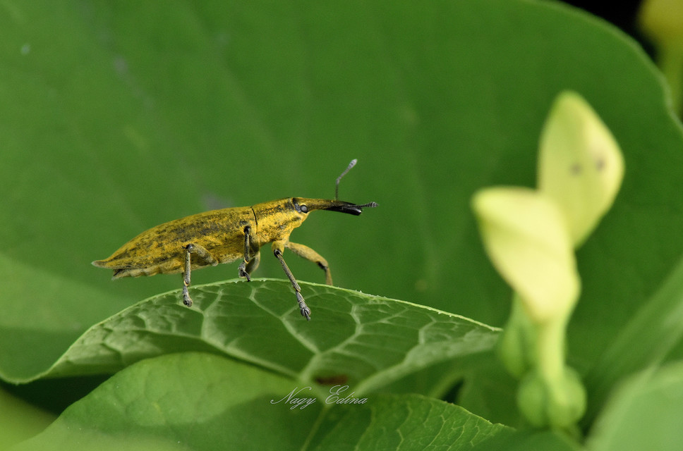 Lixus iridis - bürökfúró dudvabarkó
