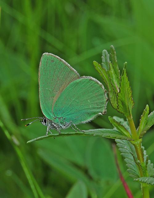 Callophrys rubi - zöldfonákú lepke