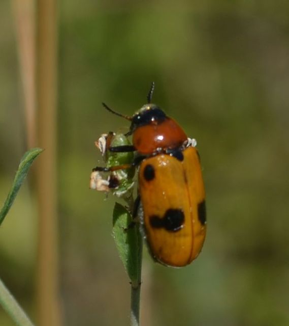 Tituboea macropus - dárdahere-zsákhordóbogár
