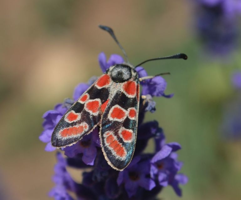 Zygaena carniolica - fehérgyűrűs csüngőlepke