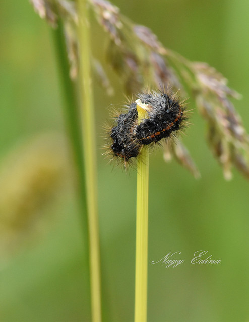 Spiris striata - csíkos molyszövő