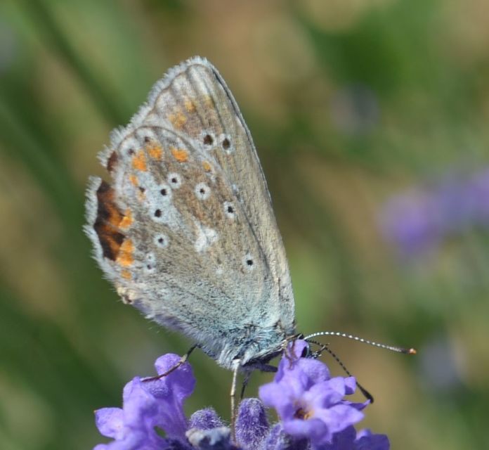 Polyommatus dorylas - fénylő boglárka