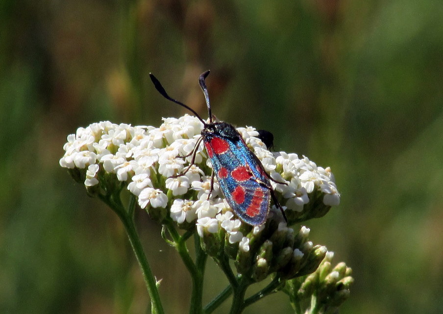Zygaena carniolica - fehérgyűrűs csüngőlepke