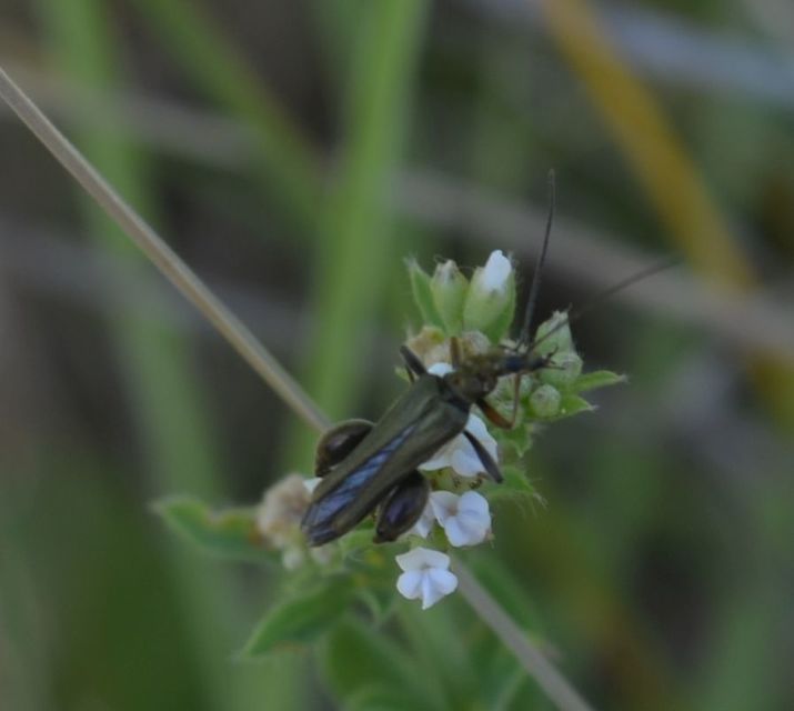 Oedemera flavipes - sárgalábú álcincér Oedemera flavipes - sárgalábú álcincér