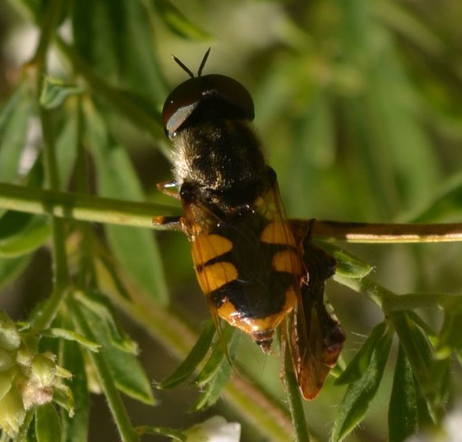 Odontomyia annulata - öves zömöklégy