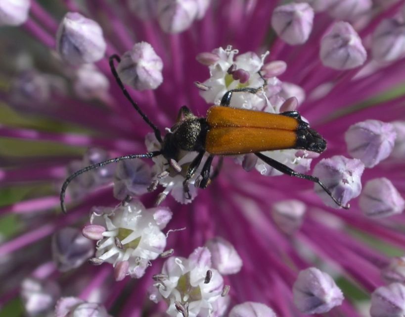 Stictoleptura fulva - vörhenyes virágcincér