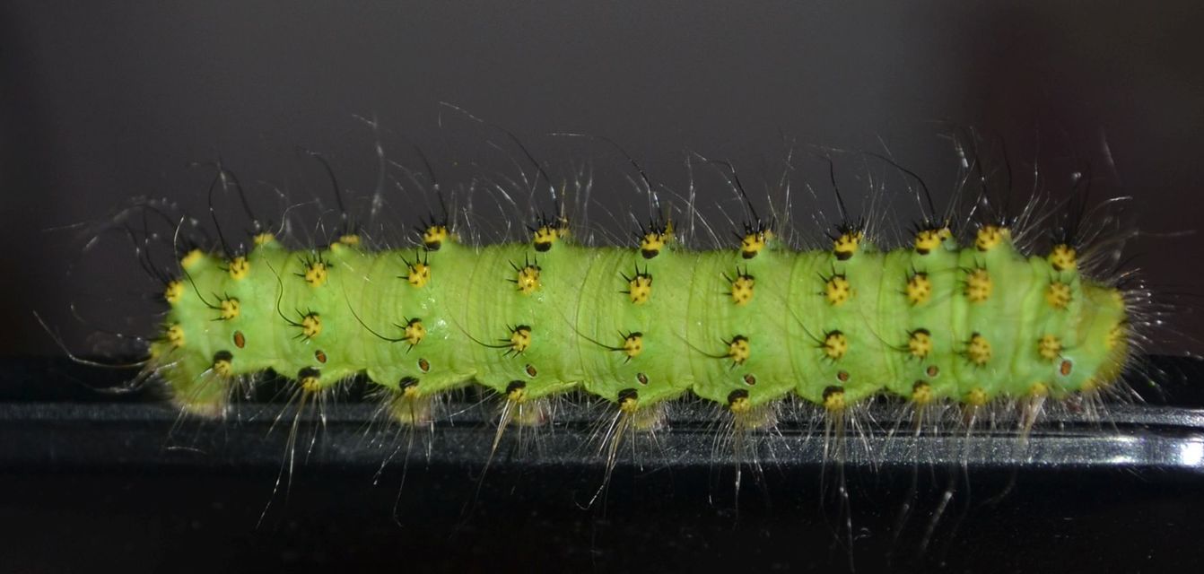 Saturnia pavoniella/pavonia