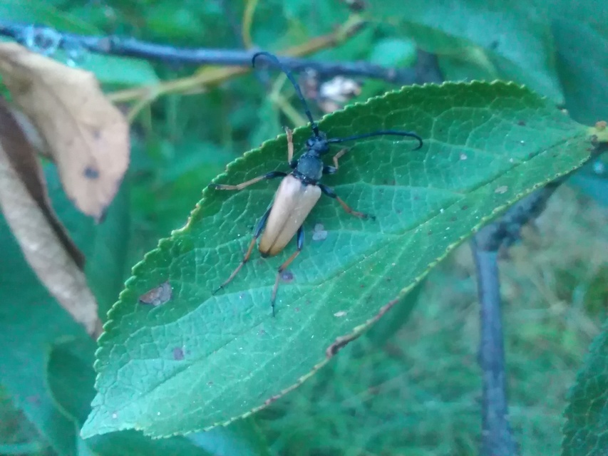Stictoleptura rubra - vörös virágcincér