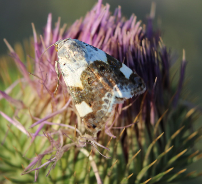 Acontia lucida - fehér nappalibagoly