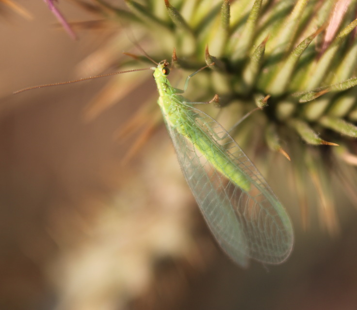 Chrysopidae - zöldfátyolkák