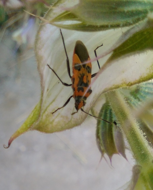 Corizus hyoscyami - piros karimáspoloska