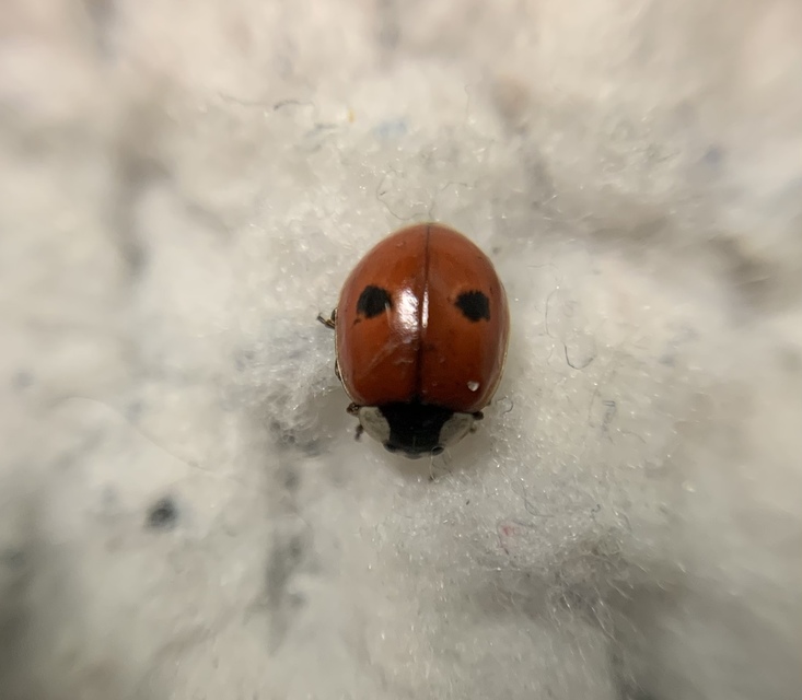 Adalia bipunctata - kétpettyes katica