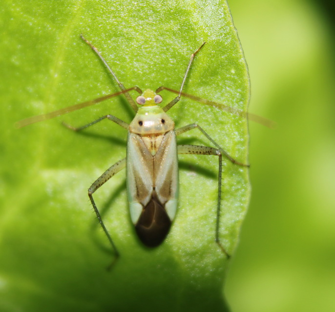 Adelphocoris lineolatus - lucernapoloska